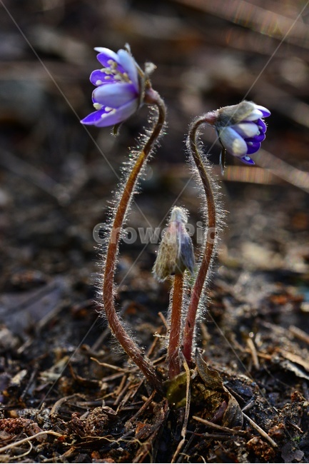 flower,blossom,꽃,plant,식물,노루귀,분홍노루귀,솜털,빛,식물,자연,plants,nature,꽃,flower