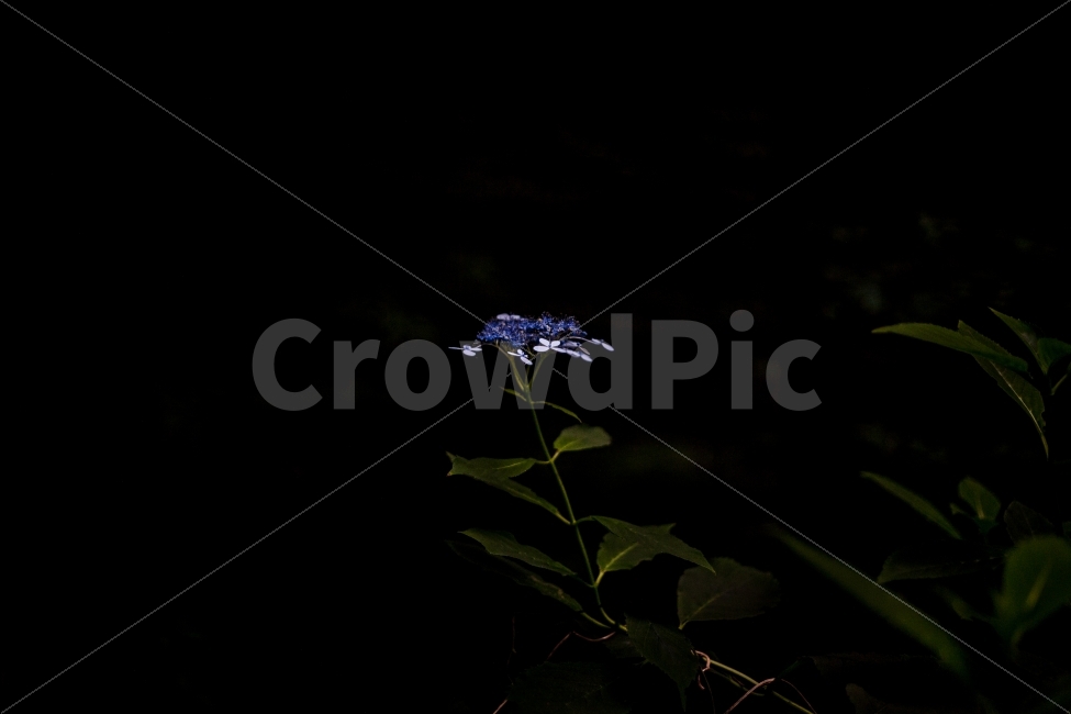 꽃,산수국,자연,풍경,사려니숲길,제주도,제주,식물,자연,plants,nature,꽃,flower