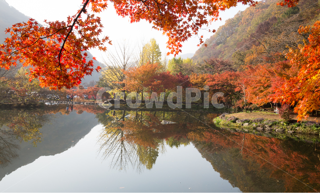 자연,풍경,단풍,계절,가을,산,붉은,단풍잎,추경,나무,단풍나무,울긋불긋,애기단풍,노란,잎,빛,햇빛,물,계곡,낙엽,바위,골짜기,호수,반영,도솔천,백양사,만추,nature,landscape,seasonal,mountain,red,autumnleaves,autumn,trees,foliage,bully,babymaple,yellow,leaf,light,sunlight,water,deciduous,rocks,valley,lake,reflectiondosolcheon,whitesheep,가을,계절,fall,autumn,season,자연,풍경,nature,landscape,tree,plant,식물,maple