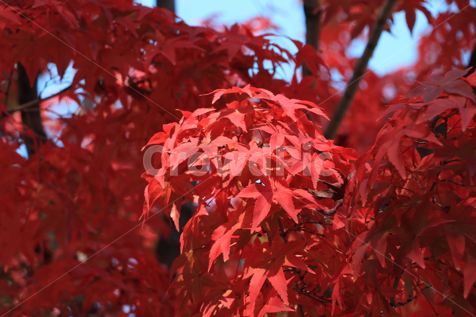 가을,낙엽,autumn,fall,leaves,fallenleaves,가을,계절,fall,autumn,season,식물,자연,plants,nature,plant,leaf,잎,tree,나무,maple,단풍