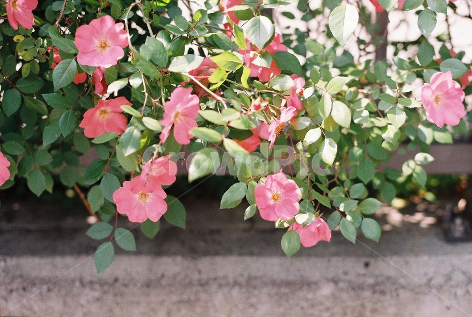 필름,감성,감성사진,film,아날로그,analog,꽃,봄,자연,nature,flower,식물,자연,plants,nature,꽃,flower,감성,sensible,feeling