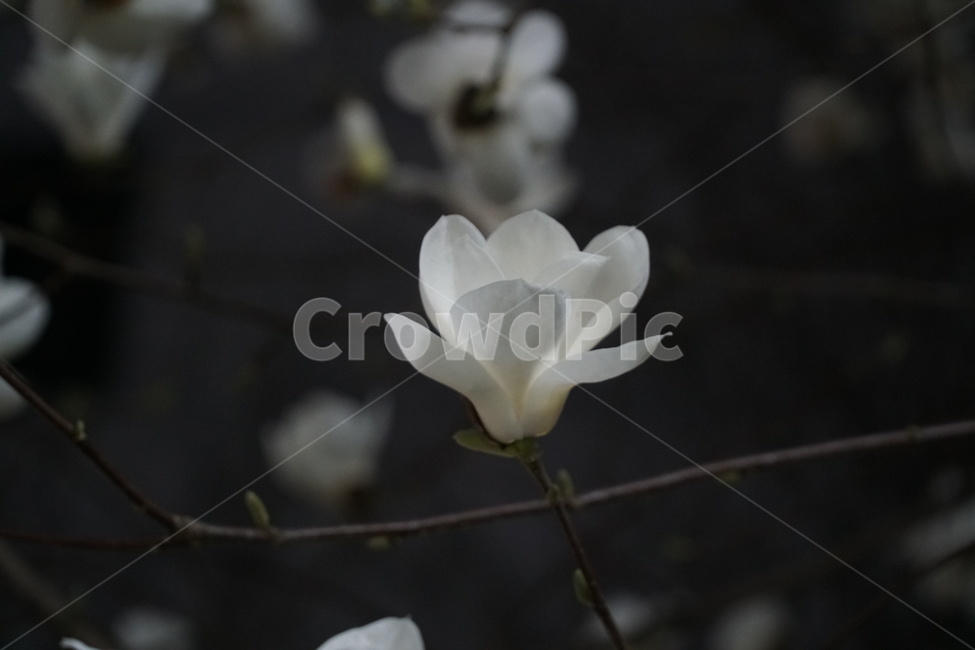 목련,목련나무,꽃,봄꽃,매그놀리아,magnolia,식물,자연,plants,nature,꽃,flower