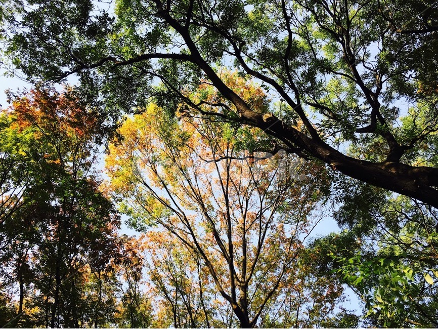 자연,나무,단풍나무,은행나무,가을,가을,계절,fall,autumn,season,tree,tree trunk,나무 줄기,plant,식물