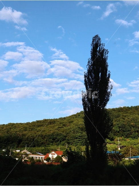 미루나무,여름,풍경,충북,음성,식물,자연,plants,nature,나무,trees,wood