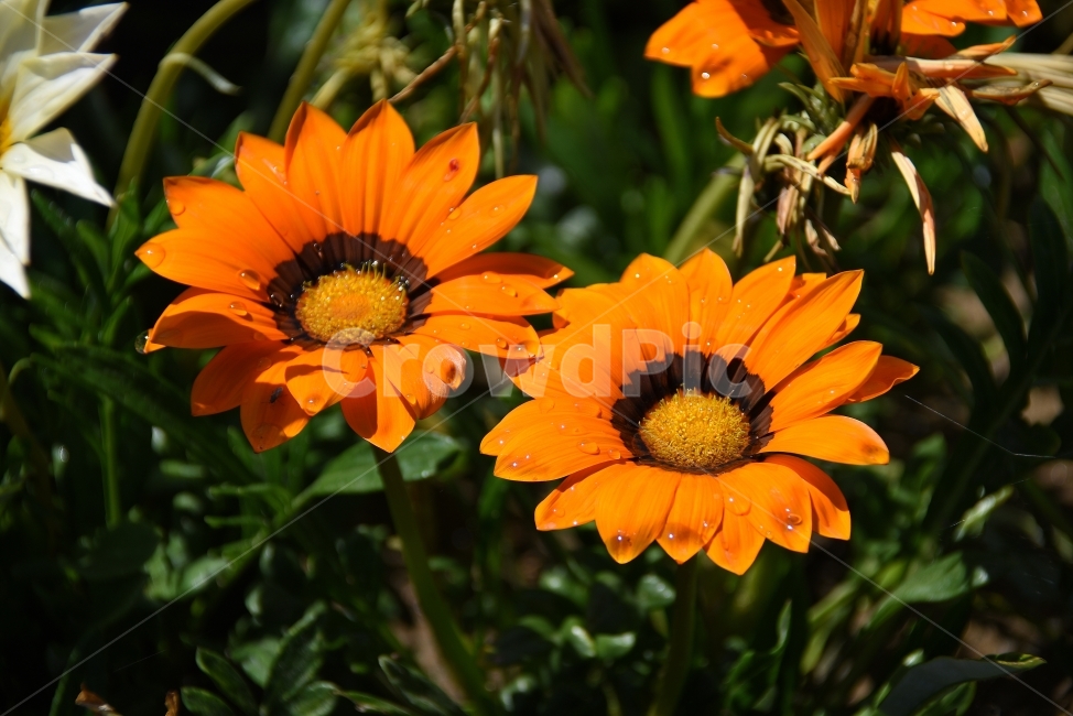 꽃,예쁨,아름다움,Flower,주황,물방울,가자니아,식물,자연,plants,nature,꽃,flower