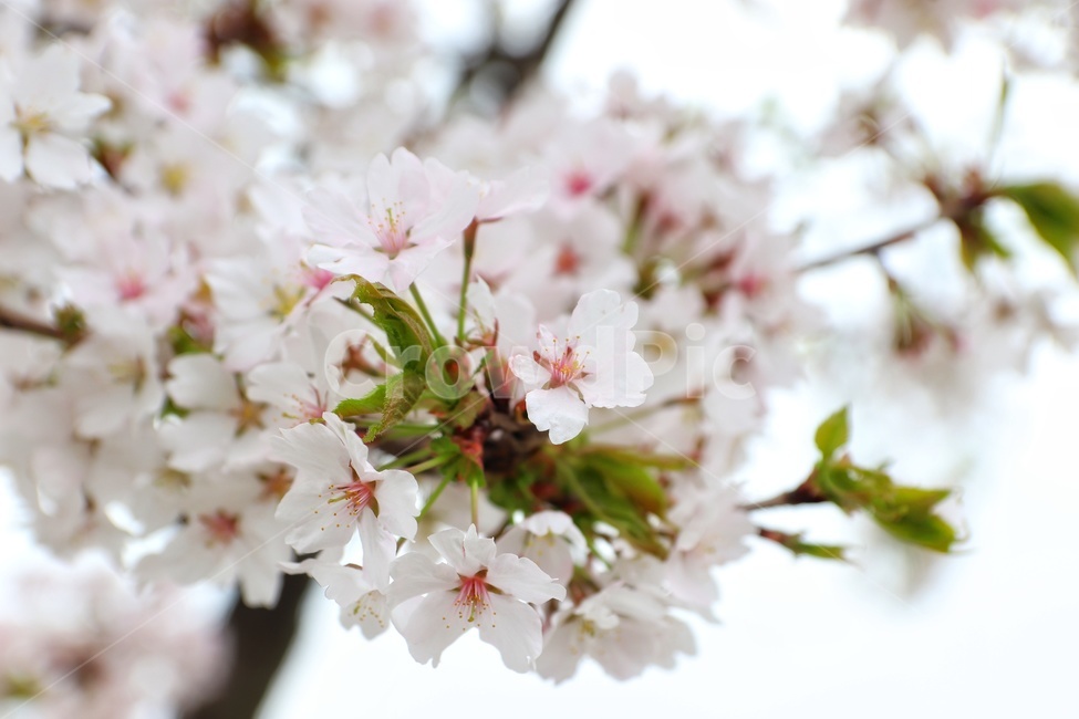 꽃,벛꽃,꽃나무,flowerstree,벌,bee