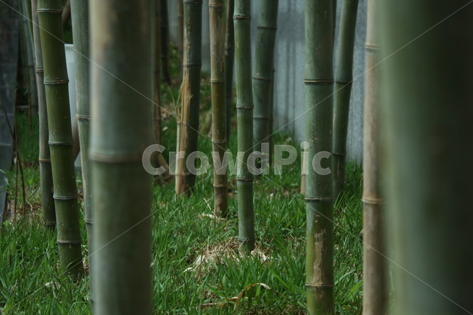 대나무,대나무숲,죽림,나무,숲,자연,풍경,nature,landscape,plant,식물