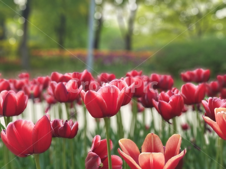튤립,꽃,자연,flower,tulip