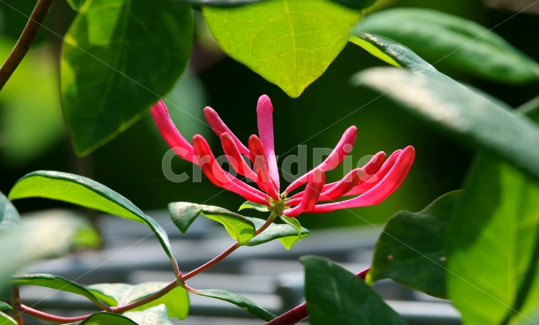 plant,식물,flower,꽃,인동초,식물,자연,plants,nature,꽃,flower