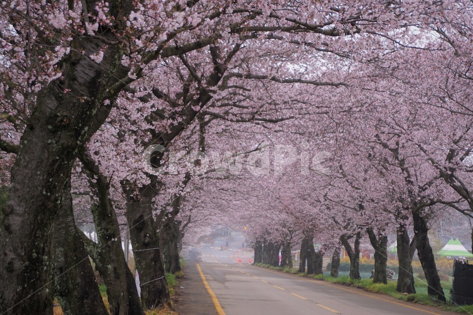 꽃,벚꽃,벚나무,나무,자연,식물,자연풍경,봄,spring,nature,trees,감성,로맨틱,분홍색,pink,길,sky,하늘,봄,계절,spring,season,식물,자연,plants,nature,꽃,flower,나무,trees,wood,plant,blossom