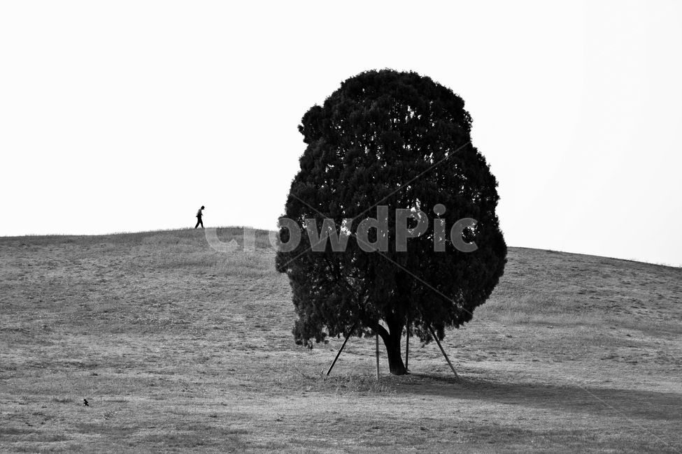 나무,사람,식물,흑백,흑백사진,올림픽공원,자연,인간,식물,자연,plants,nature,나무,trees,wood