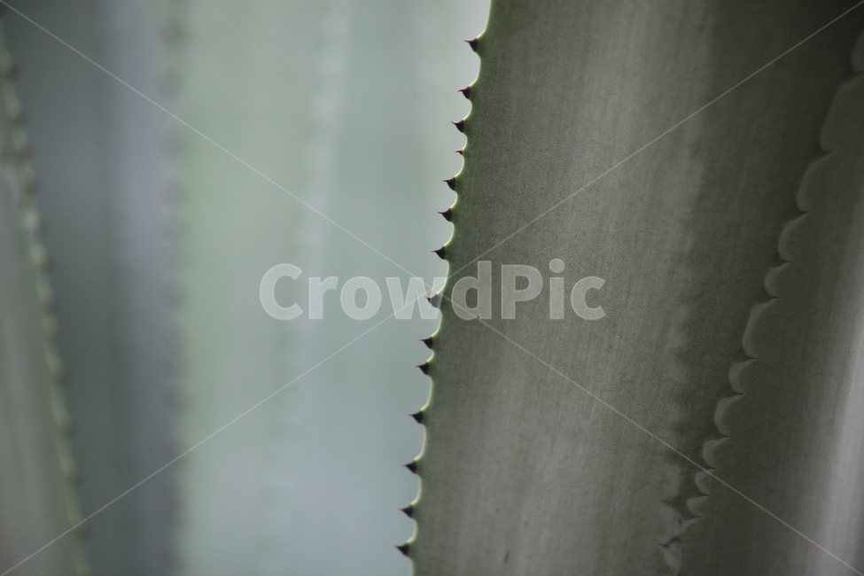 용설란,가시,선인장,온실,agave,식물,자연,plants,nature