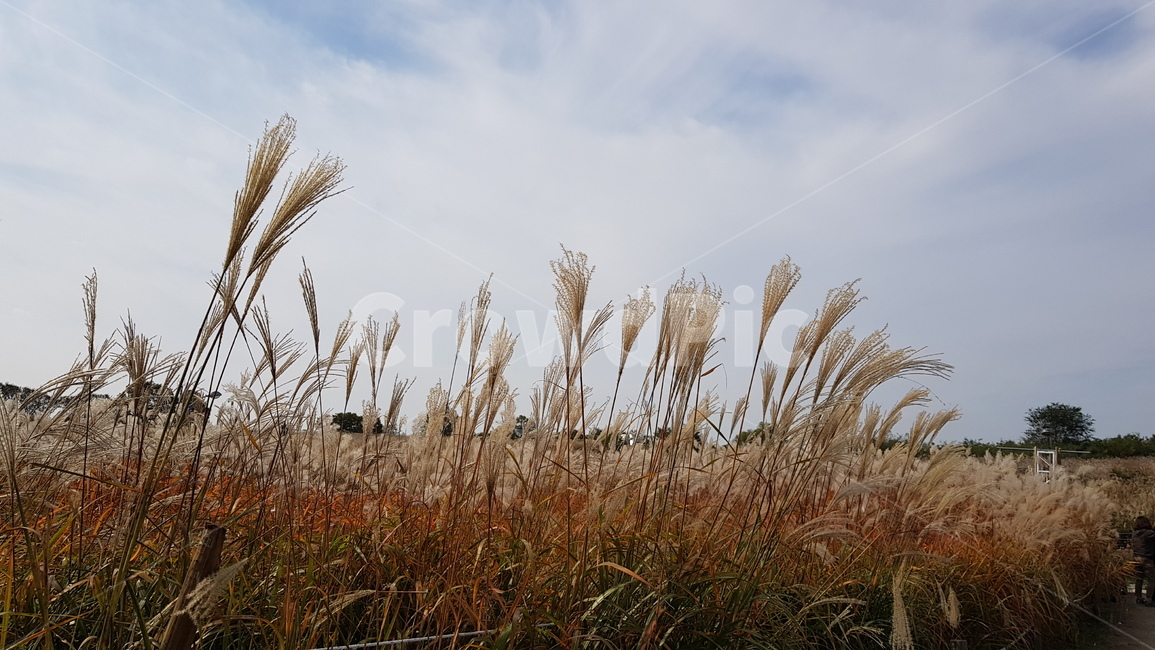 억새풀,가을,계절,하늘,구름,갈대숲,갈대밭,갈색,브라운,초록,grass,plant,식물,lawn,갈대,reed,가을,계절,fall,autumn,season,자연,풍경,nature,landscape,잔디