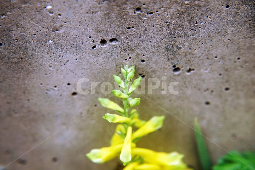 봄,봄꽃,산괴불주머니,노랑색,주머니모양,corydalisspeciosa,식물,자연,야생화,괴불주머니
