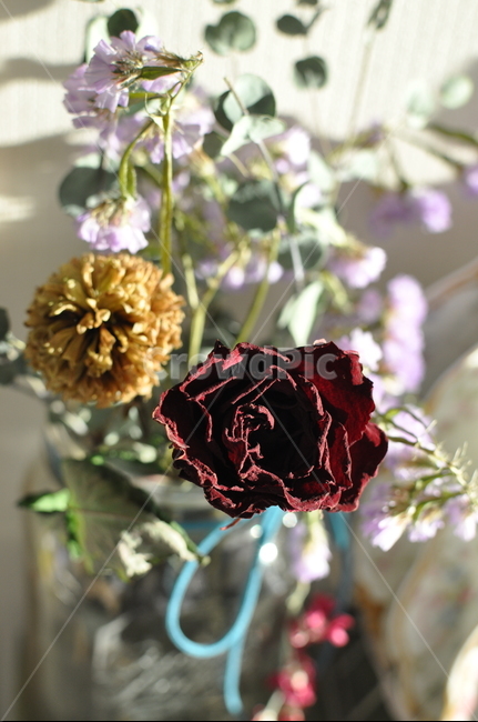 blossom,plant,식물,rose,장미,flower,꽃,드라이플라워,말린꽃,오후풍경,감성,꽃배경