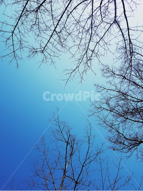 나뭇가지,나무,하늘,구름,tree,branch,sky,자연,풍경,nature,landscape