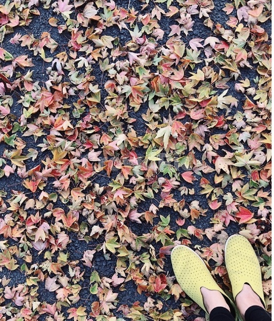 낙옆,단풍,노란색,노란신발,신발,가을,계절,fall,autumn,season,plant,식물,leaf,잎