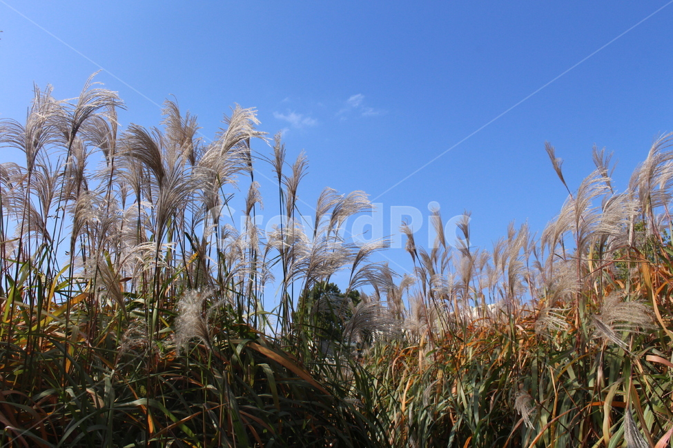 갈대,하늘,자연,평화로운,환경,푸른,가을,계절,fall,autumn,season,grass,잔디,plant,식물,lawn,reed