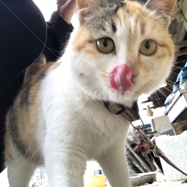 고양이,귀엽다,시크,아기고양이,cat,동물,animal,포유류,mammal,고양이,cat,kitten,kitty