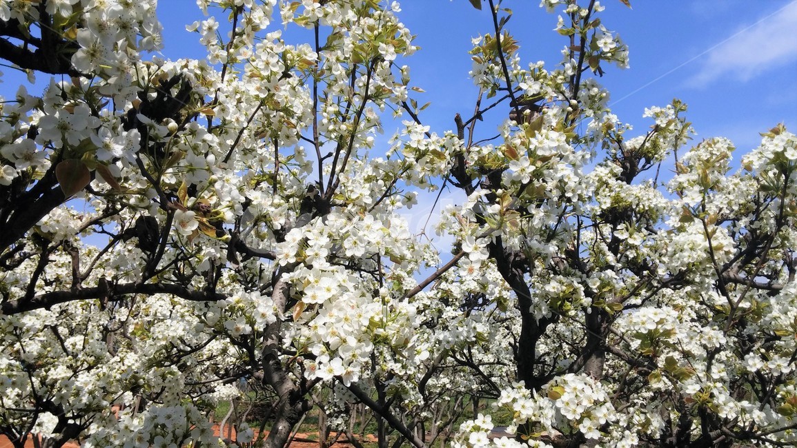 봄,배나무,배꽃,꽃,flower,blossom,식물,plant