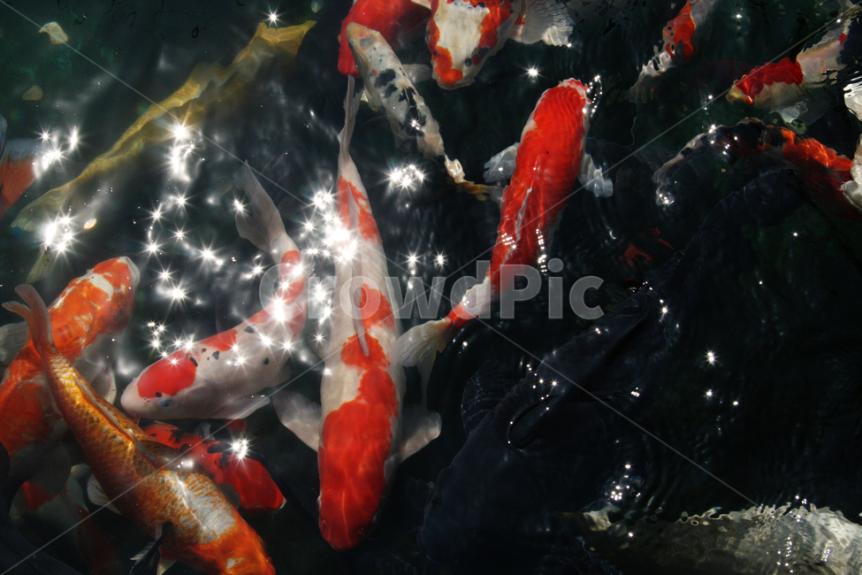 물고기,잉어,비단잉어,연못,물,어류,물고기,fish