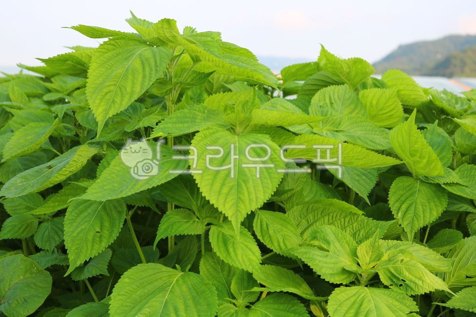 깻잎, 잎, 들깨, 들깻잎, 식물, 사진,이미지,일러스트,캘리그라피 - 청랑작가