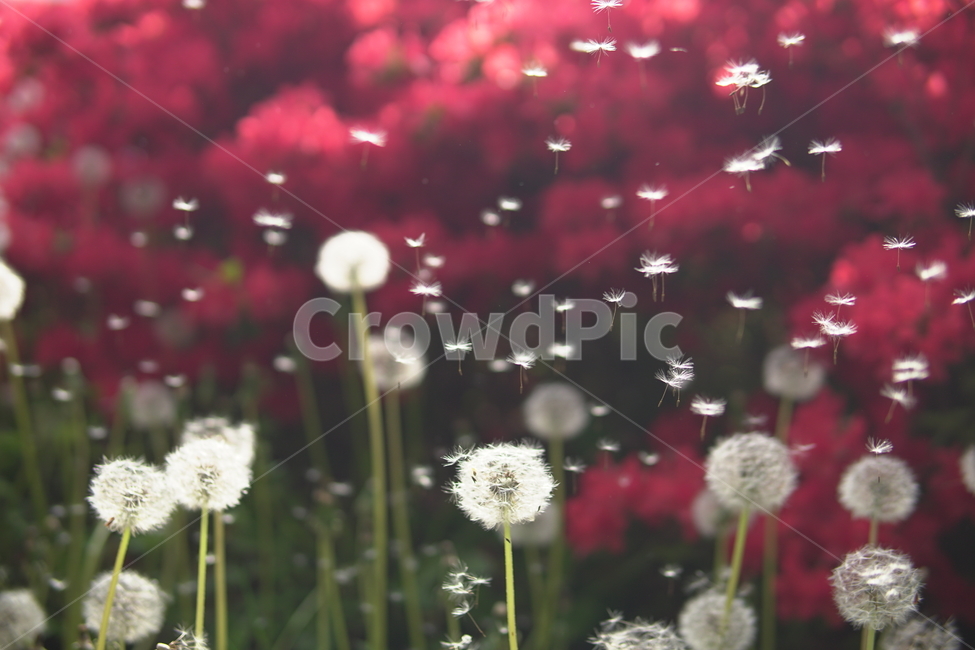 자연,민들레,민들레씨,빨강,red,봄,꽃