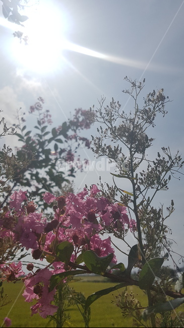 여름,여름풍경,여름꽃,꽃,시골풍경,야생화,풀,여름배경