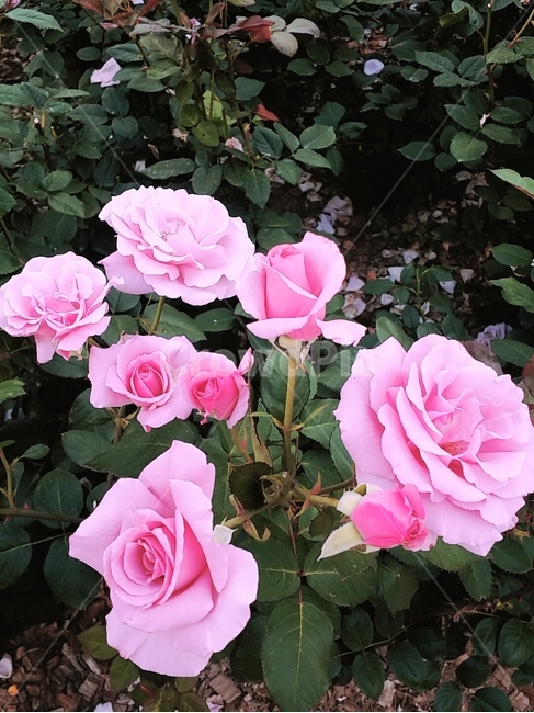 꽃,장미,핑크,이쁨,장미꽃