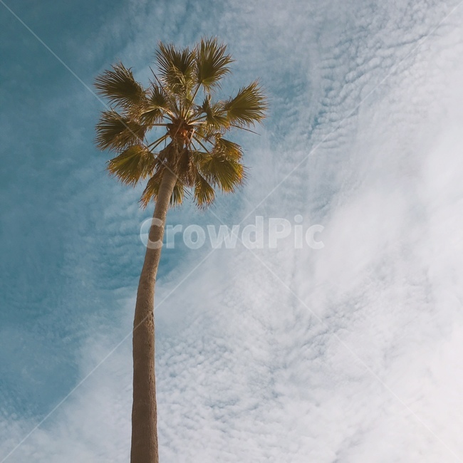 흐린하늘,야자수,하늘,나무,자연,자연,풍경,nature,landscape,식물,plants,나무,trees,wood,tree,plant,palm tree