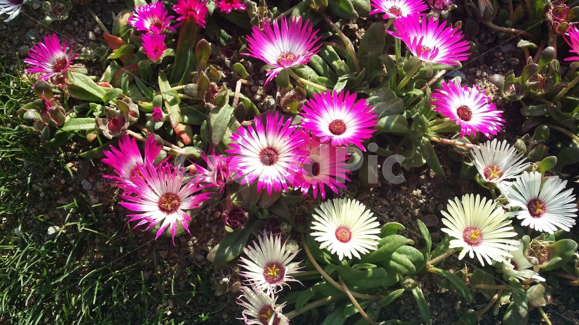 분홍꽃,활짝,만개,flower,spring,꽃,식물,자연,plants,nature,꽃,flower
