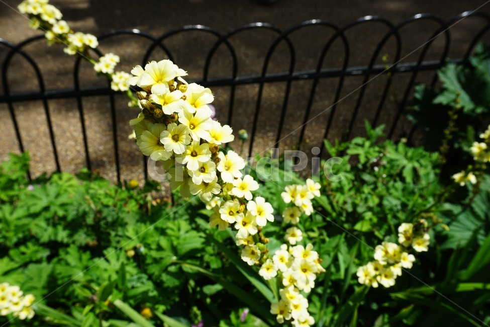 plant,식물,blossom,꽃,flower,노란꽃