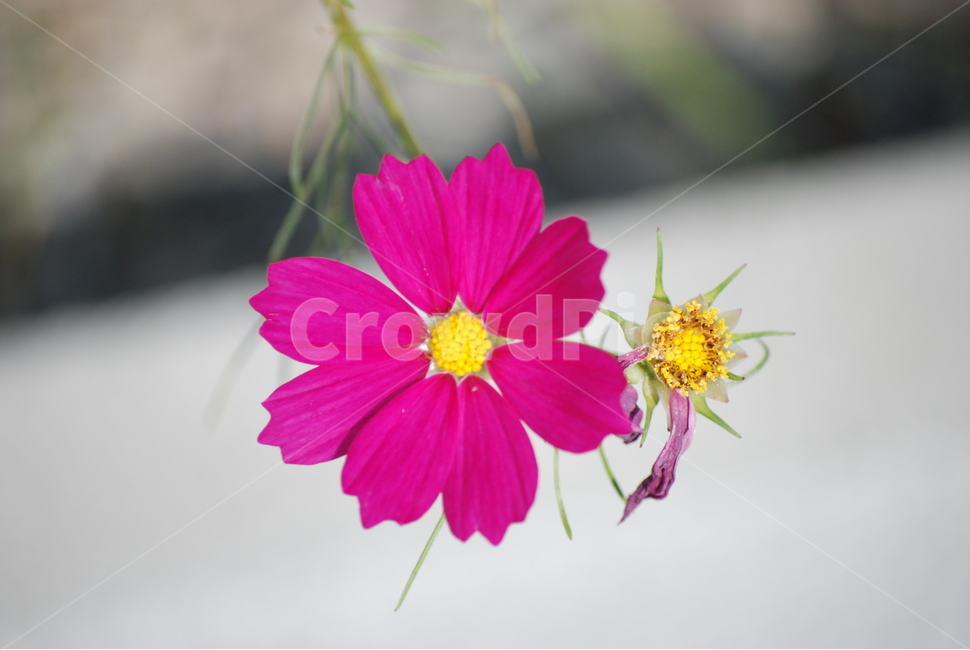 꽃,붉은꽃,꽃잎,flower,petal,여름,summer,여름꽃,식물,자연,plants,nature,꽃,flower
