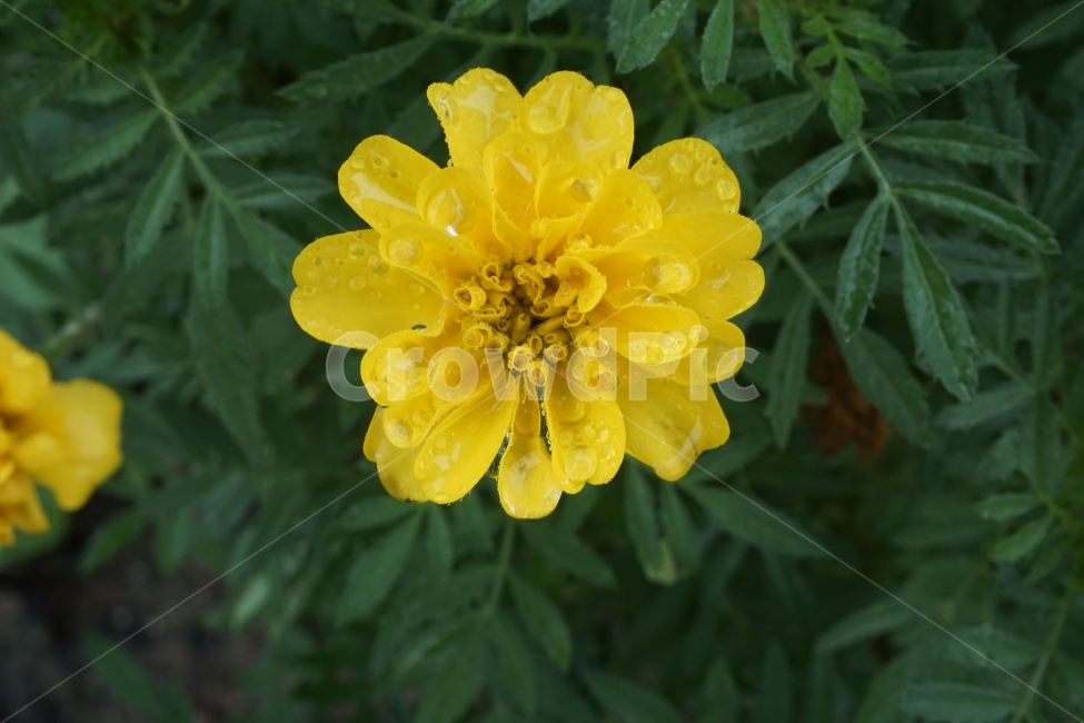 꽃,식물,메리골드,시골,이슬,노란색,식물,자연,plants,nature,꽃,flower