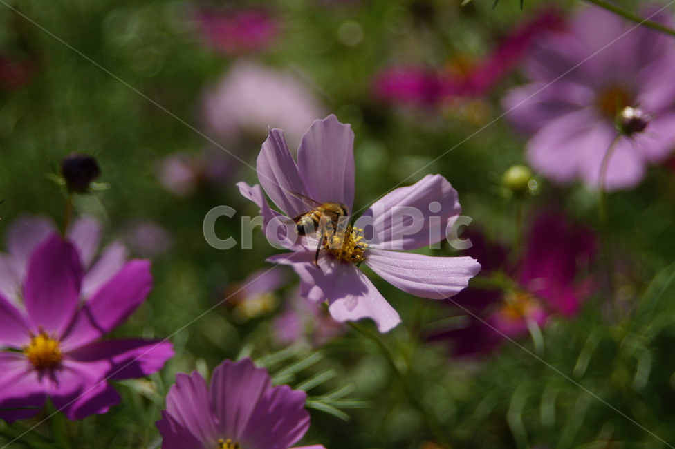 plant,bee,벌,곤충,insect,꽃,꿀벌,honeybee,blossom,코스모스,식물,자연,plants,nature,꽃,flower