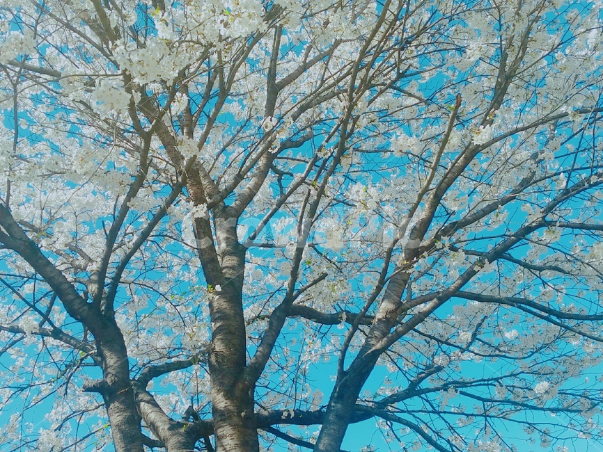 나무,봄,벚꽃,cherryblossoms,꽃