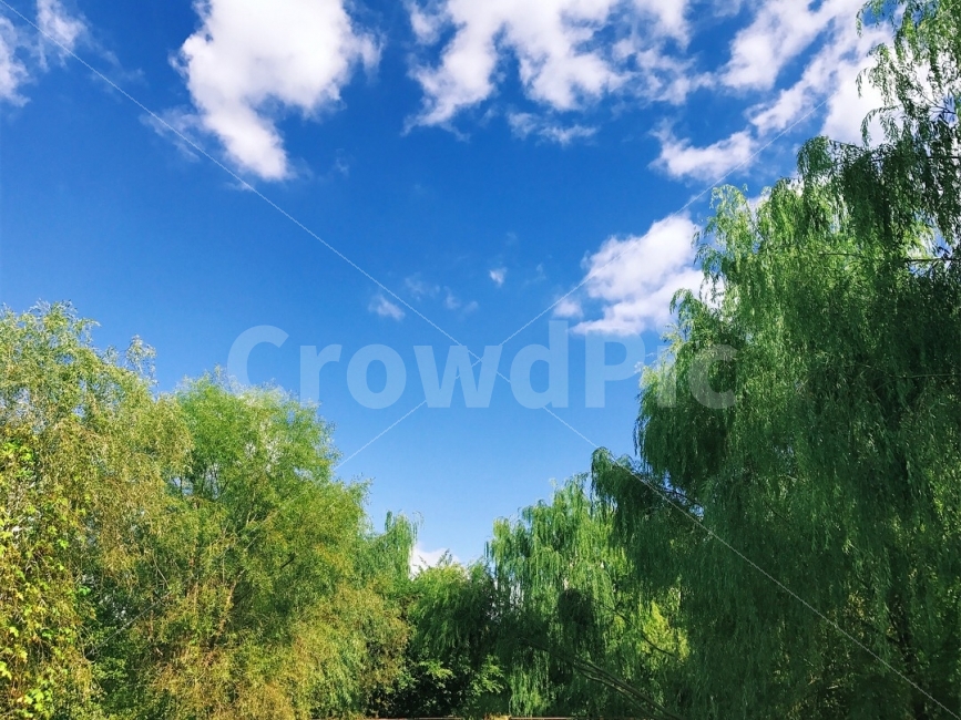 자연,나무,하늘,가을,숲,자연,풍경,nature,landscape