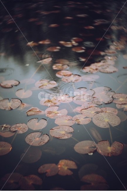 연잎,연못,비오는날,water,alotusleaf,식물,자연,plants,nature