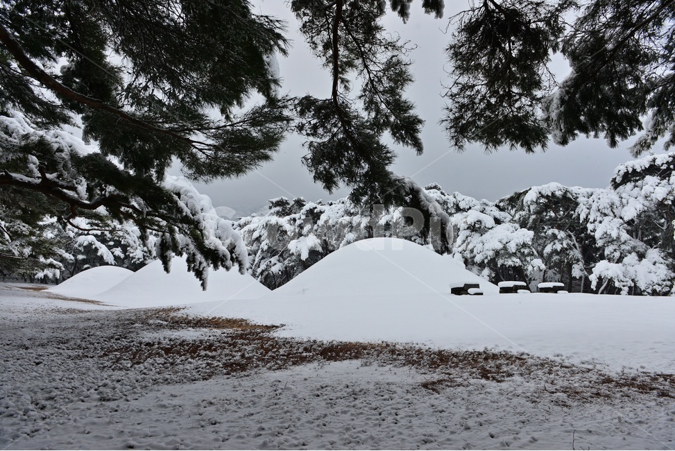 tree,나무,plant,식물,nature,자연,outdoors,옥외,winter,snow,눈,storm,폭풍,blizzard,눈보라,treetrunk,나무줄기,경주,삼릉,삼릉소나무,삼릉솔숲,소나무,솔숲,삼릉설경,솔숲설경,겨울,계절,겨울,계절,winter,season,자연,풍경,nature,landscape