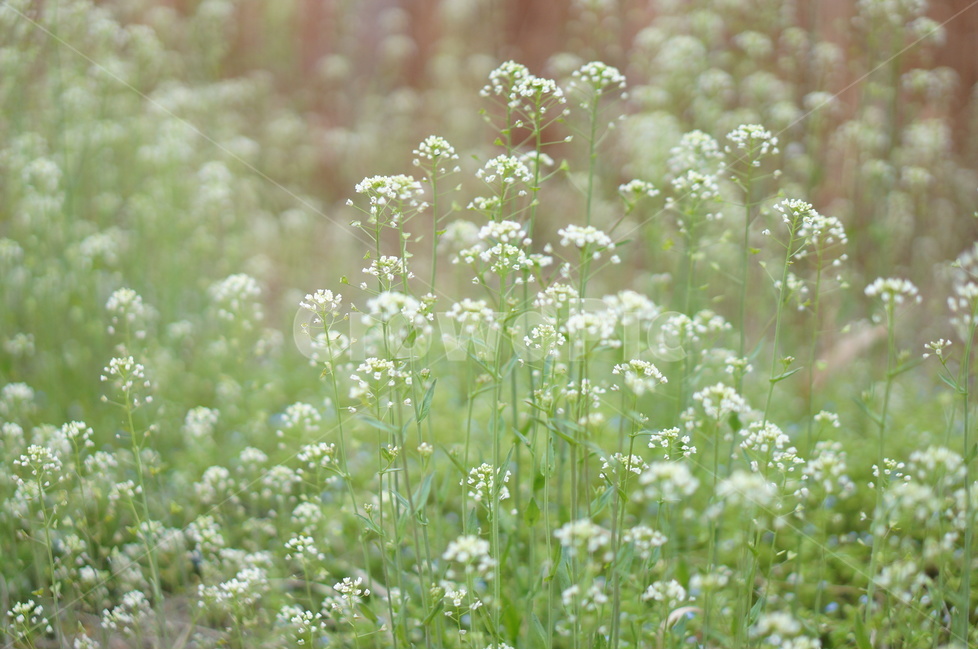 냉이꽃,봄,흰색,길가,밭,연두줄기,식물,자연,plants,nature,꽃,flower