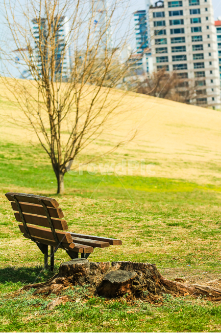 나무,벤치,그루터기,잔디,풍경,휴식,힐링,rest,relaxation,healing