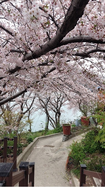 벚꽃,flower,꽃,식물,영도,어울림길