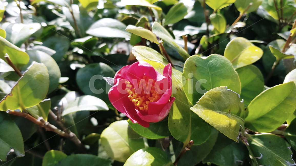 동백,동백꽃,동백나무,동백꽃봉우리,꽃봉오리,식물,자연,plants,nature,꽃,flower