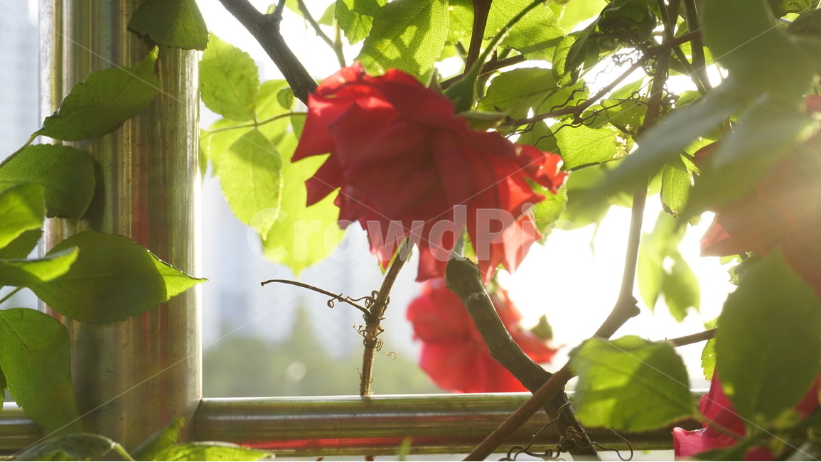 꽃,봄꽃,장미,장미정원,중랑천,봄,계절,spring,season,식물,자연,plants,nature,꽃,flower,휴식,힐링,rest,relaxation,healing,plant,leaf,잎,blossom,rose