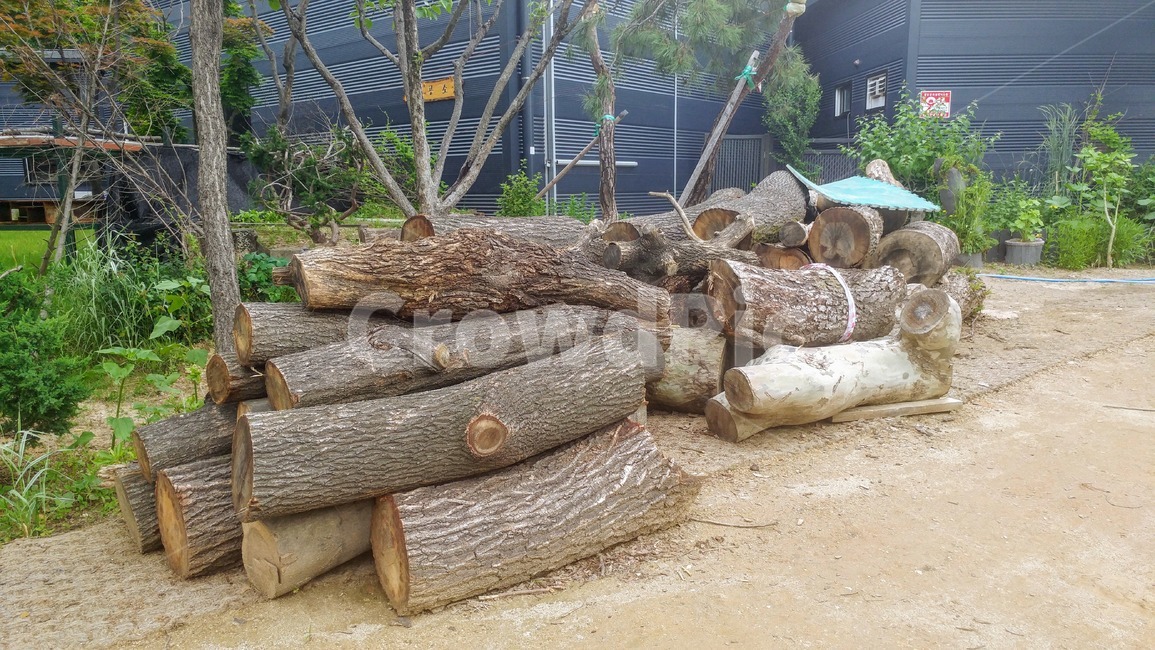 wood,나무,재목,통나무,tree