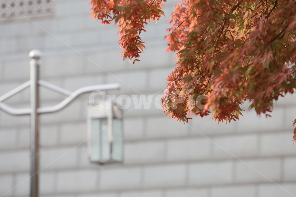식물,나무,단풍,가을,단풍나무,tree,가을,계절,fall,autumn,season,leaf,잎,plant,maple