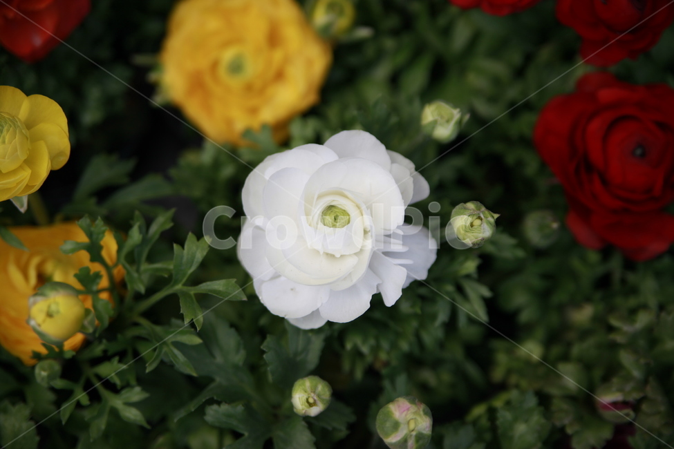 봄꽃,꽃,아름다움,봄소식,식물,클로즈업,식물,자연,plants,nature,꽃,flower