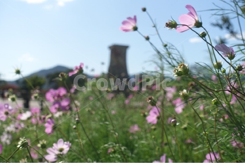 꽃,하늘,자연,풍경,접사,자연,풍경,nature,landscape,한국자연풍경,한국자연경관,korea nature landscape,식물,plants,꽃,flower,plant