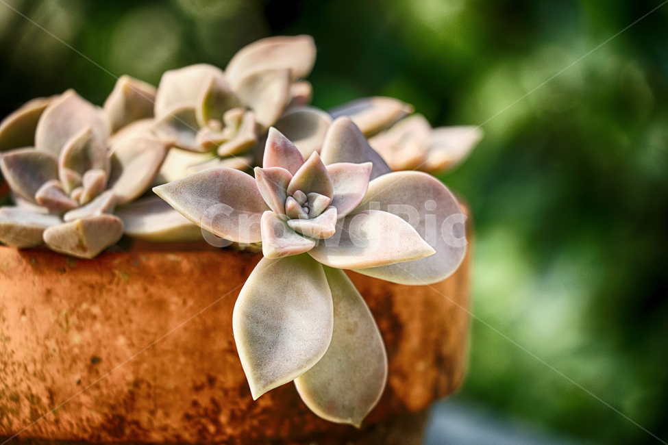 다육이,다육,다육화분,식물,plant,꽃,정원,꽃키우기,정원가꾸기,정물,다육이화분,다육이키우기,식물,자연,plants,nature