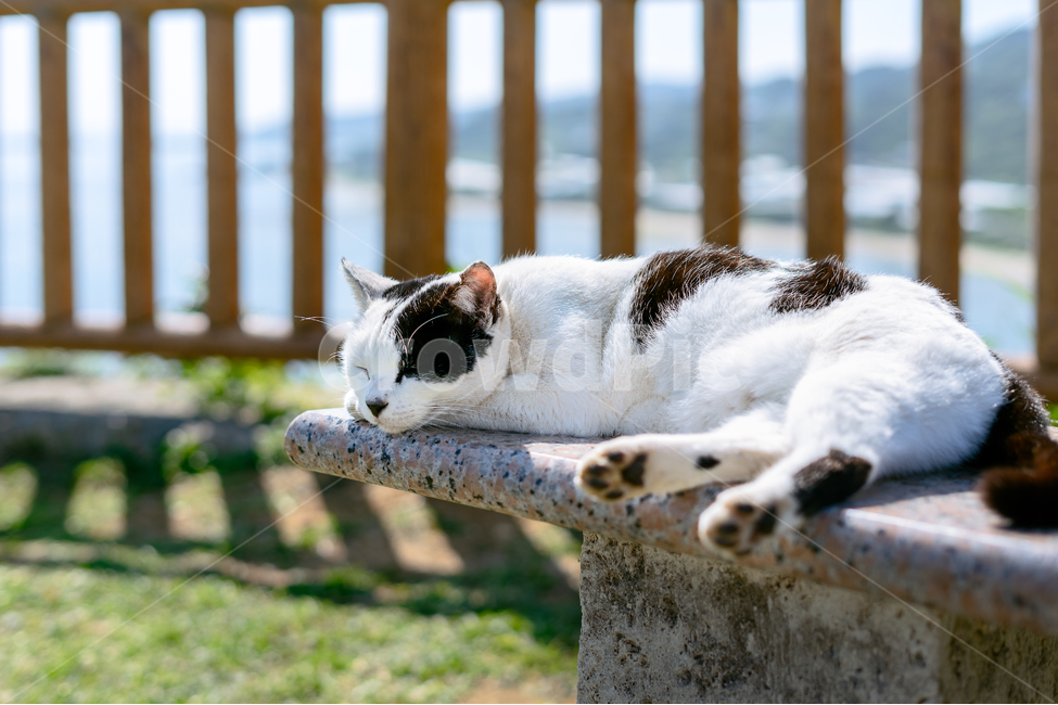 고양이,길고양이,낮잠,동물,공원,동물,animal,포유류,mammal,고양이,cat,kitten,kitty